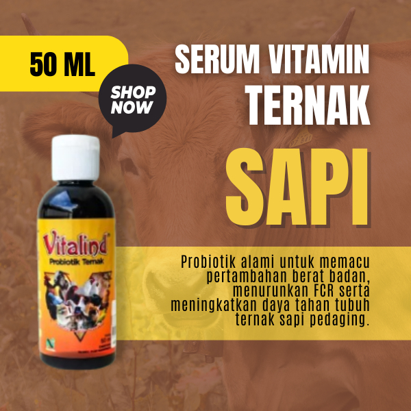 Vitamin Ternak Sapi Pedaging  itamin sapi agar cepat gemuk  vitamin sapi  vitamin sapi pedet  vitami