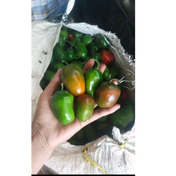 

GENDOT/BENDOT 1 KG SEGAR PETIK LANGSUNG PETANI