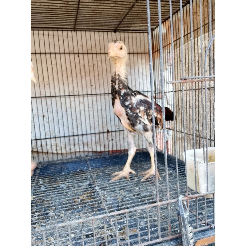 Sepasang anakan bangkok ayam bangkok selatan