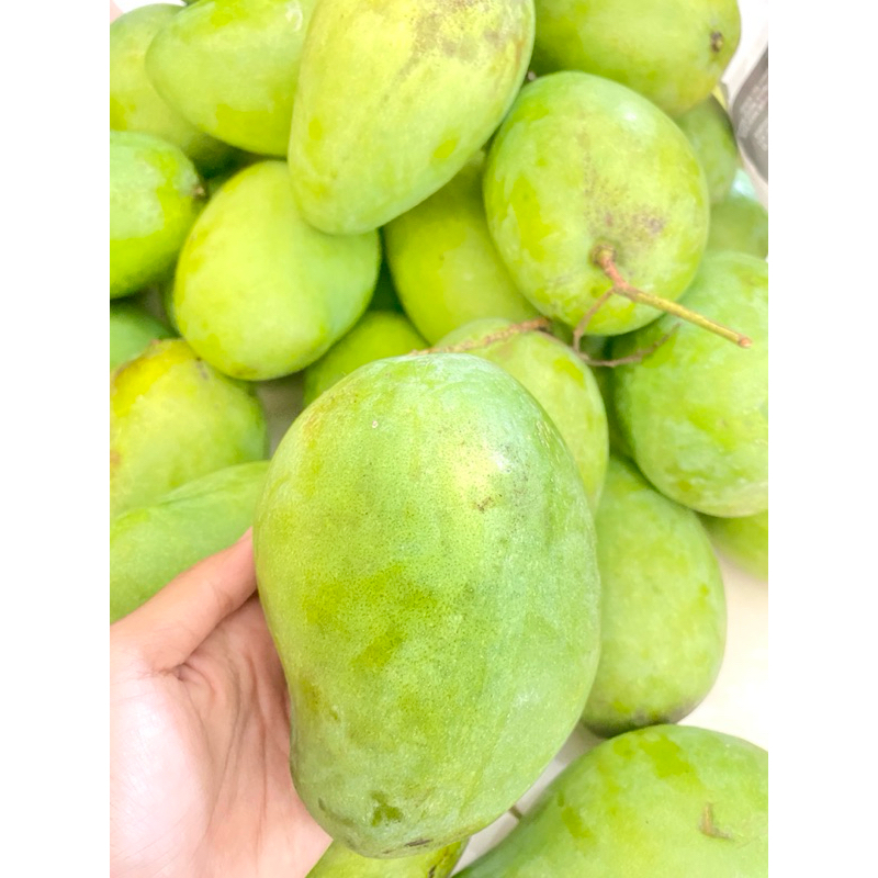

Mangga Harum Manis Medan