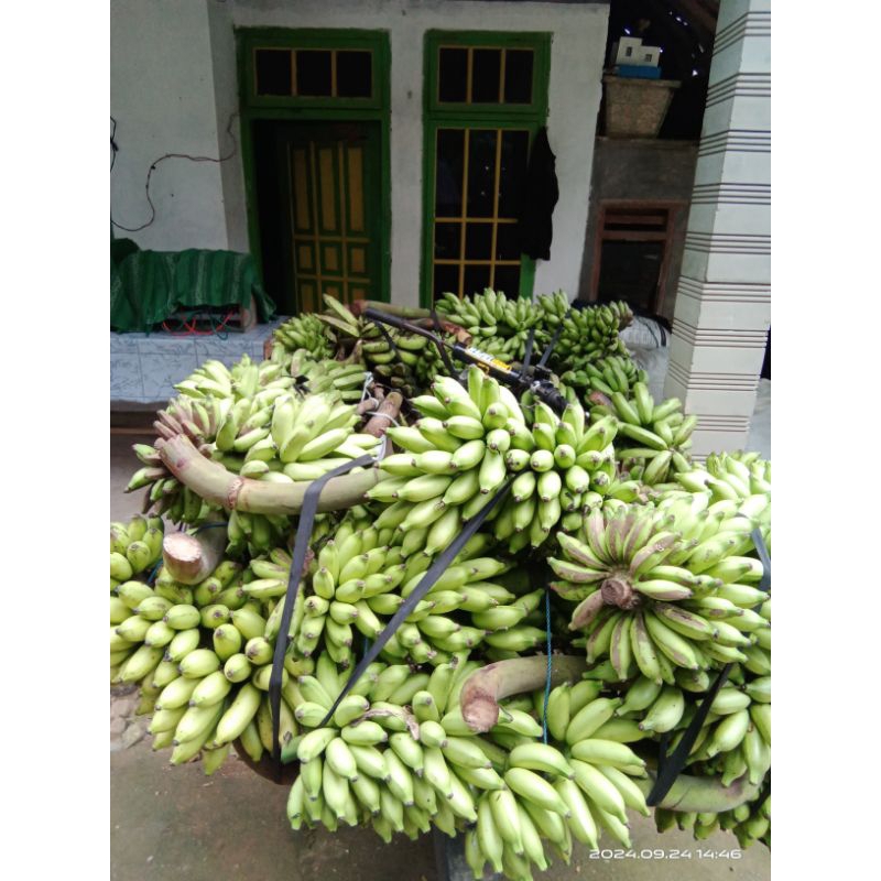 

pisang barlin masih segar..satu sisir isi banyak berat 1 kg bisa lebih.