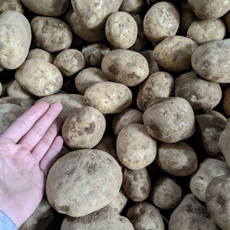 

Kentang Dieng 500 gr