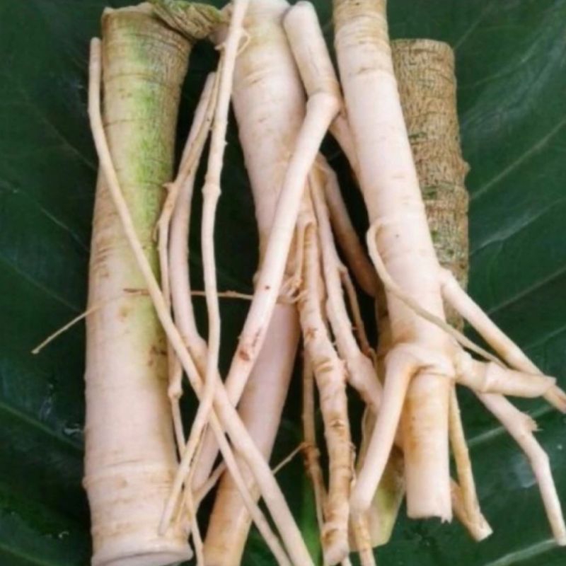 

COD Promo Akar pepaya segar 500 gram akar gandul fresh Terlaris
