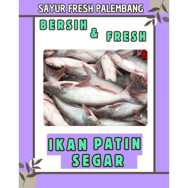 

IKAN PATIN FRESH DAN BERSIH - PALEMBANG