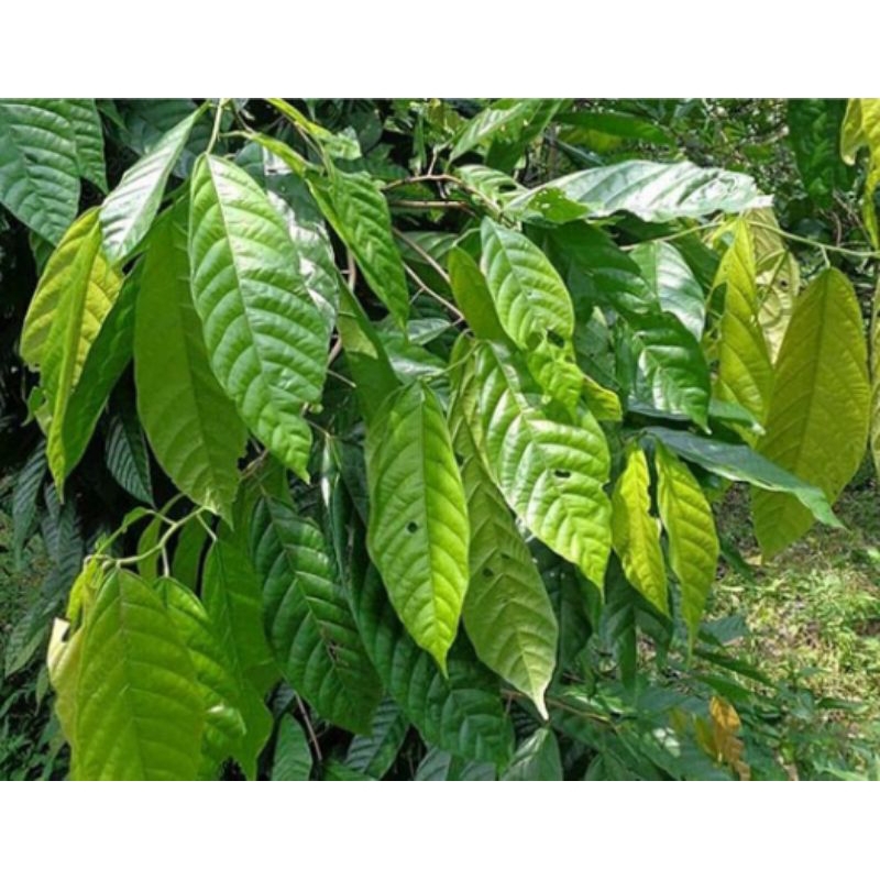 

DAUN COKLAT/DAUN KAKAO/DAUN PETIK SEGAR/DAUN SEGAR
