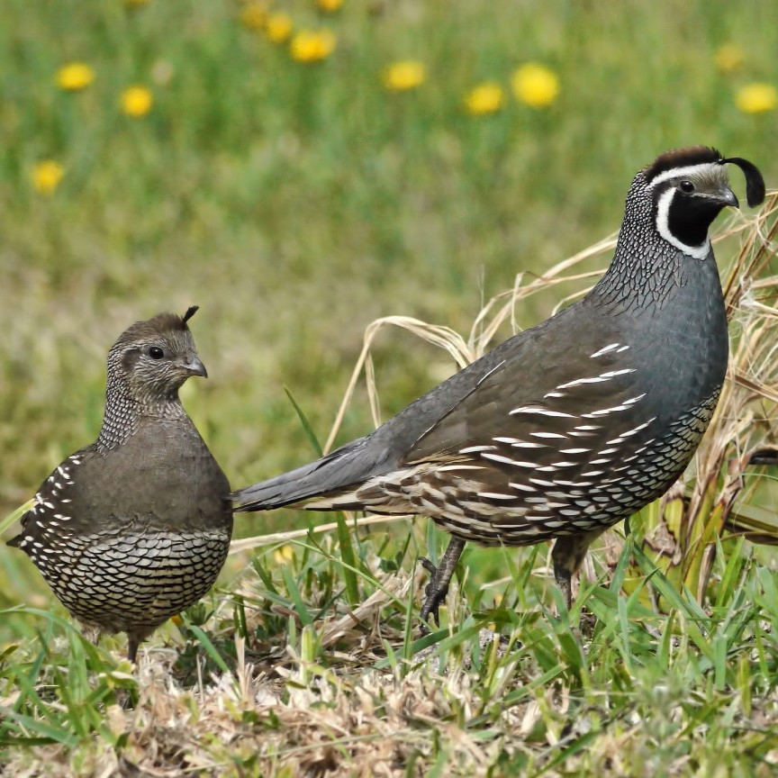 Burung Puyuh California Hias Import Sepasang
