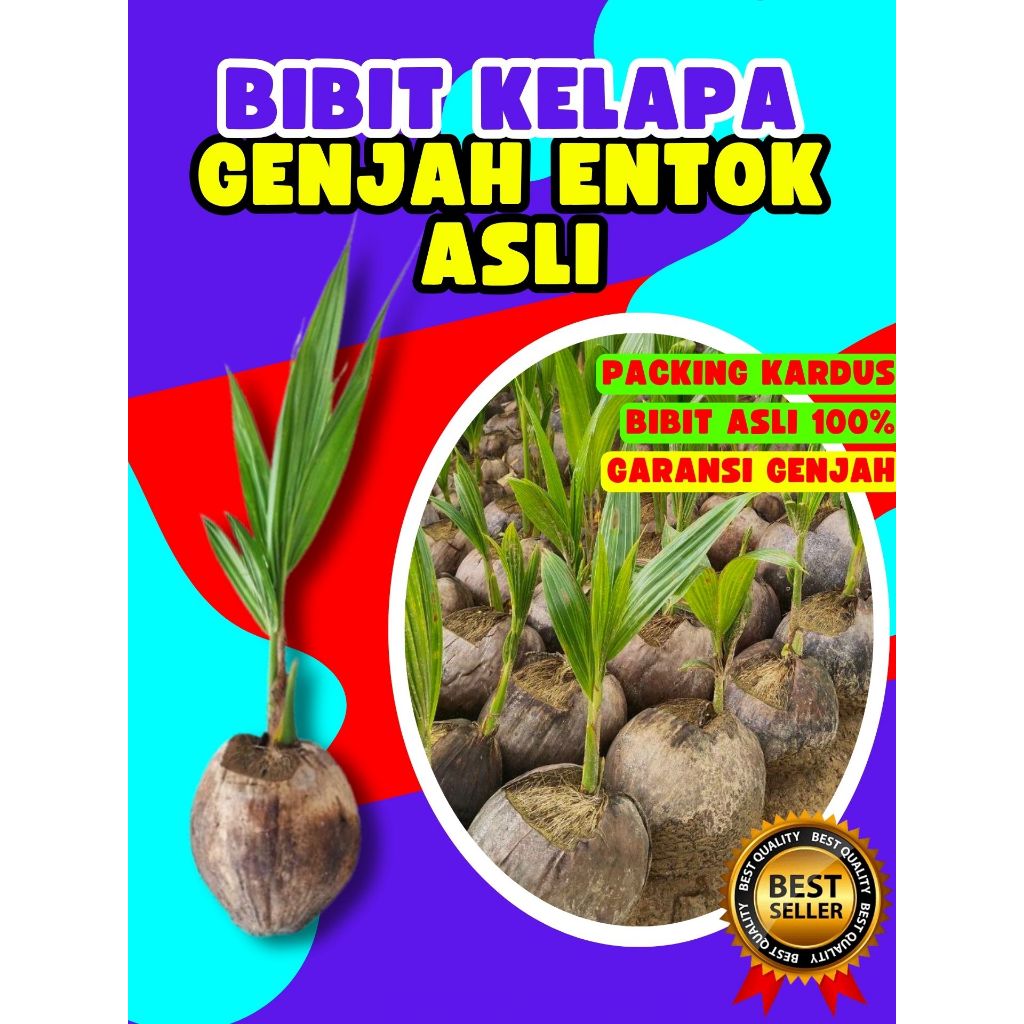 TERBAIK.. Pohon Kelapa Besar, Pohon Kelapa Bonsai, Pohon Kelapa Buah Besar