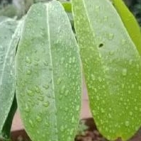 

sepesial daun sirsak organik 100 lembar herbal alami