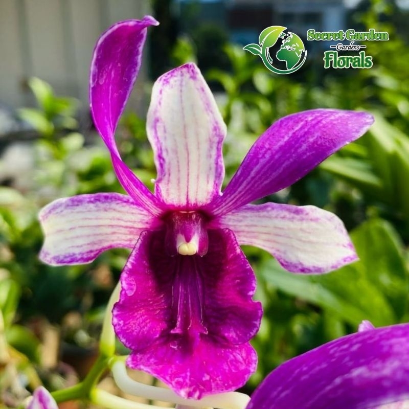 Anggrek Dendrobium D. Ken Dedes X Bumi Menangis