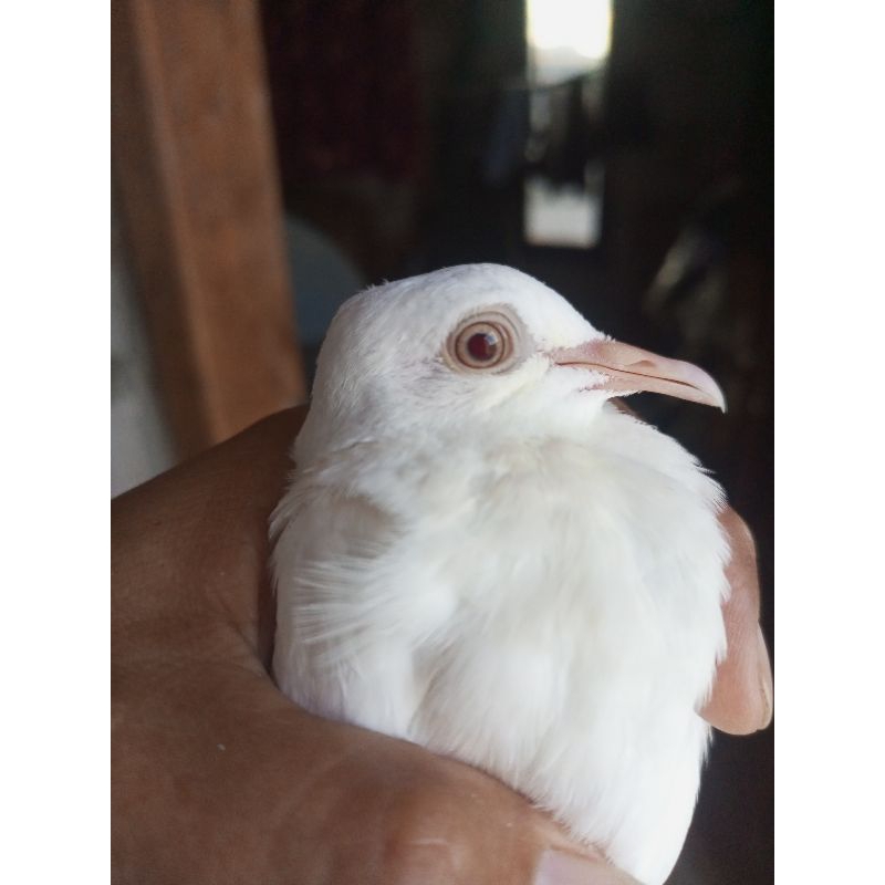 tekukur putih cremino garansi minimal kuk3