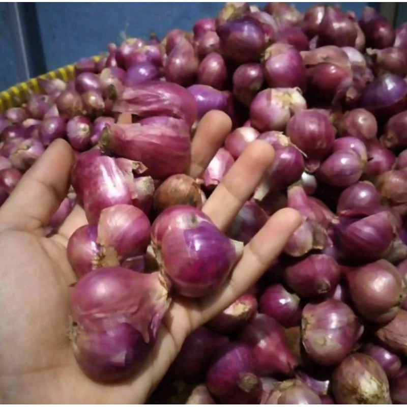 

Bawang Merah Tanggung 1kg Super Kering