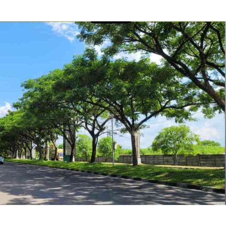Pohon Trembesi Tinggi 3 Meter Kualitas Terbaik, Pohon Peneduh Trembesi