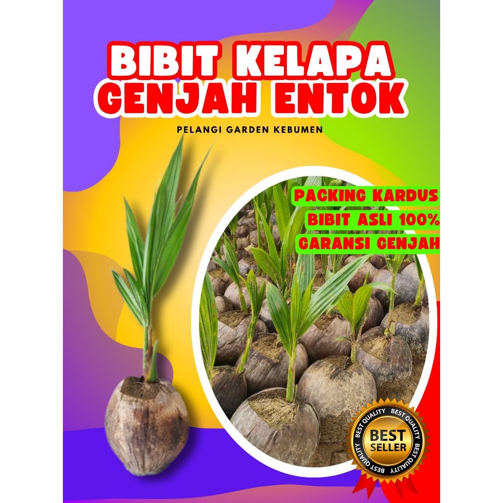 TERLARIS..! Pohon Kelapa Entok Asli, Pohon Kelapa Entok Anakan, Pohon Kelapa Entok Anak