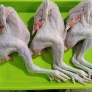 

ayam kalasan(pejantan)/ekor