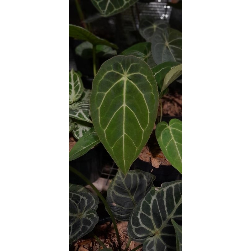 anthurium forgetii