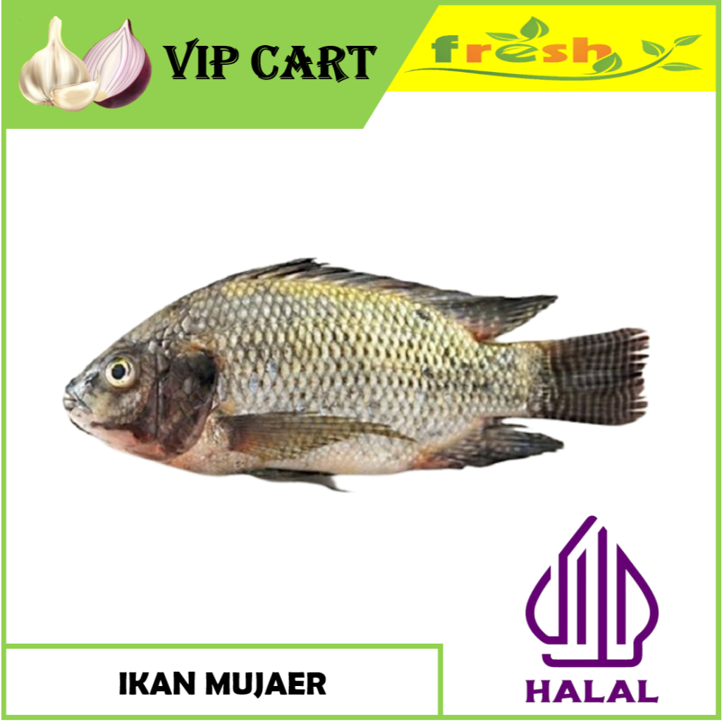 

IKAN MUJAIR / MUJAER HIDUP SEGAR 1 KG