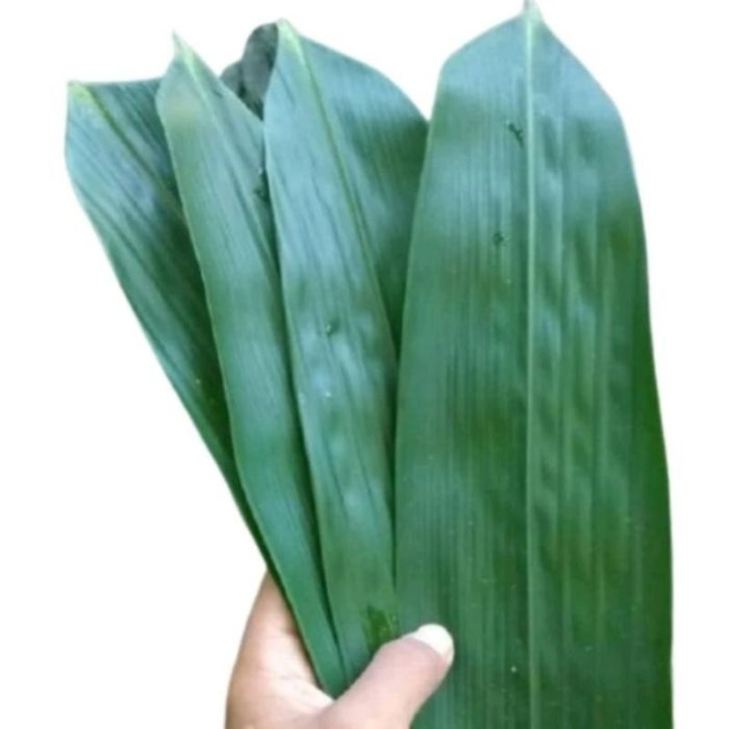 

Daun Bambu Daun Bambu Segar bungkus bakcang ukuran super kualitas super original - Tukang Hebal