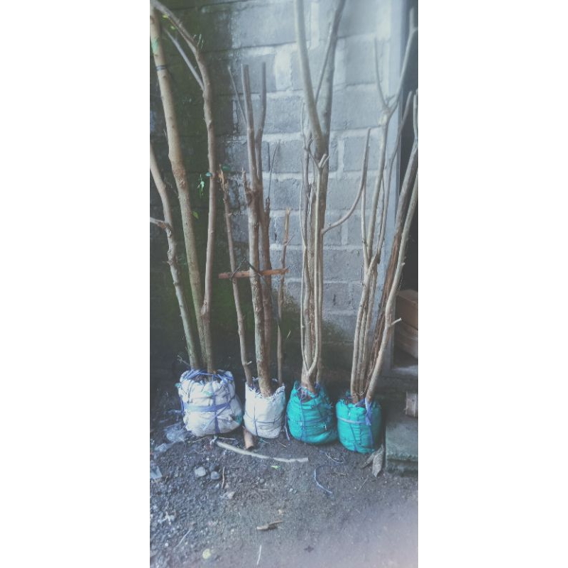 pohon mentaos jalitri sejempol tangan/ kaki 80-1meter