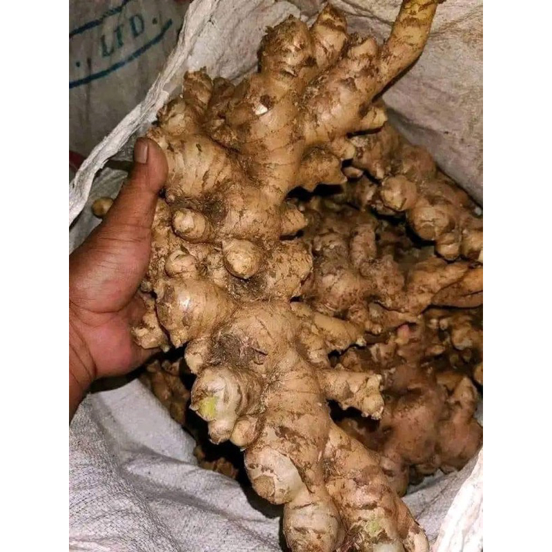 

jahe gajah tua 1kg langsung dari petani
