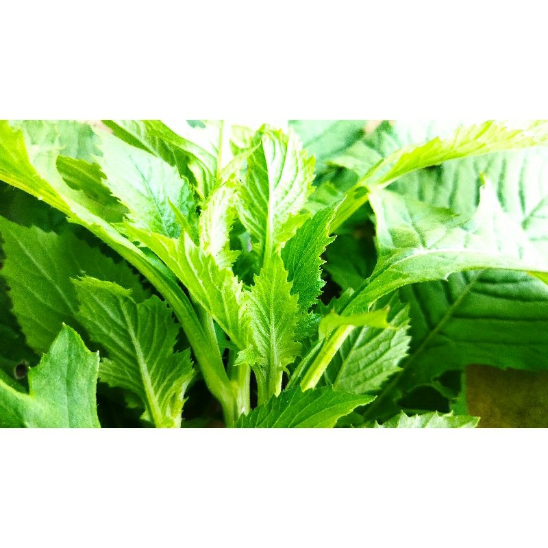 

Daun Sintrong 250 gram/Tanaman Herbal/Tanaman Lalapan