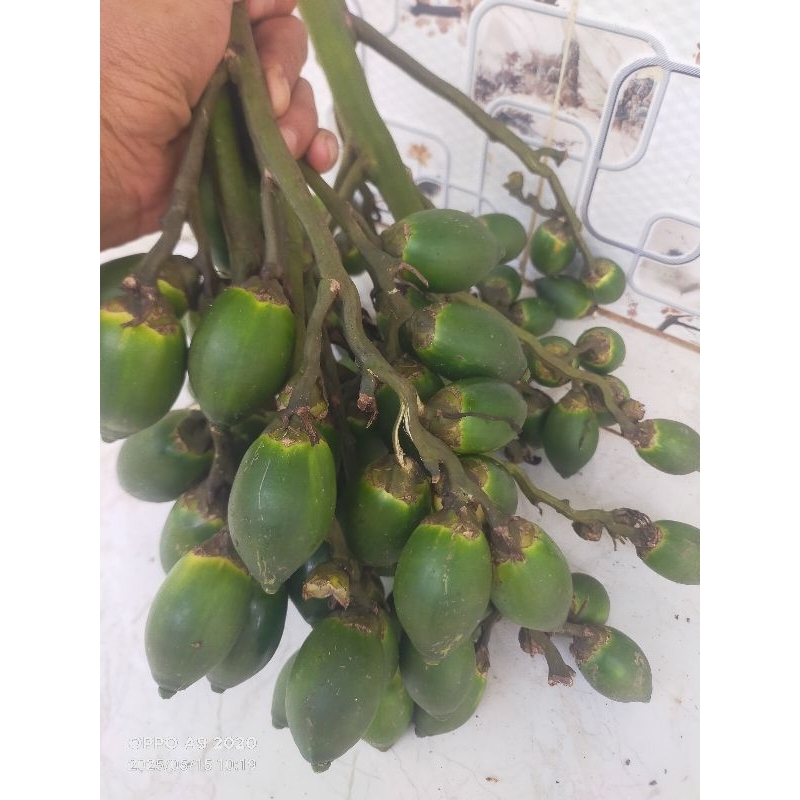 

buah pinang muda untuk pria perkasa 1kg