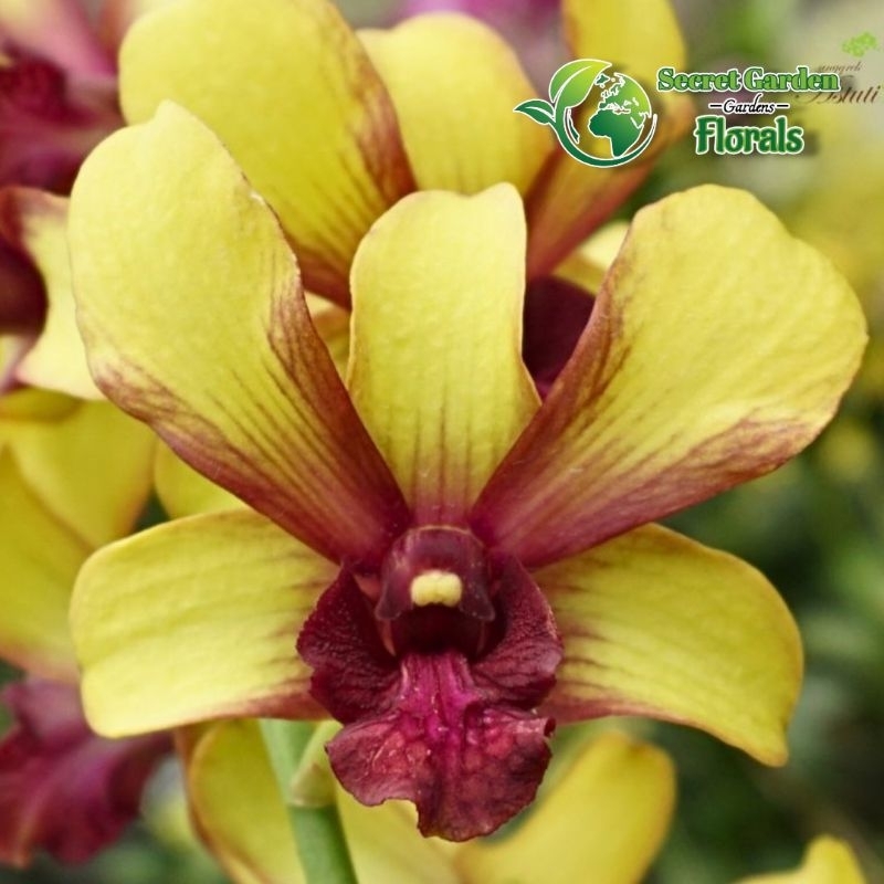 Anggrek Dendrobium ID Den. ( Surya Gold ) Dewasa & Remaja