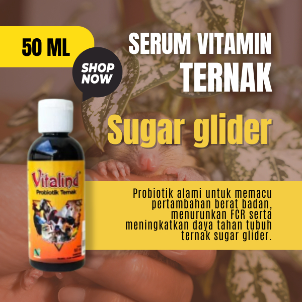 Vitamin ternak hewan sugar glider mainan sugar glider  protein sugar glider  rantai sugar glider 1 m