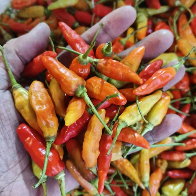 

Cabe / cabai rawit merah 500 gr cabai / cabe rawit cabai merah cabe segar dijamin fresh