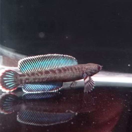 

daun extra ketapang pekatn Andre