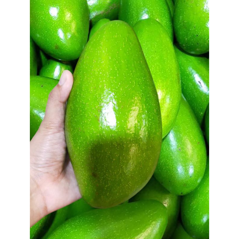 

alpukat siger premium