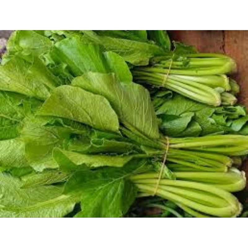 

sawi mie segar berkualitas