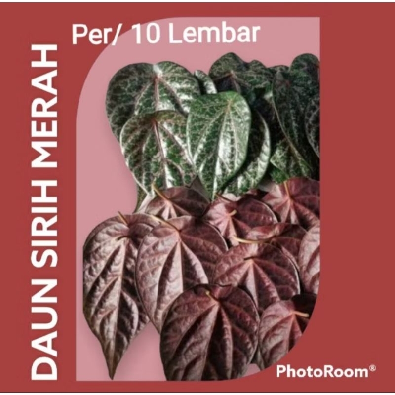 

Daun Sirih Merah / Tanaman Herbal (per 10lmbr)