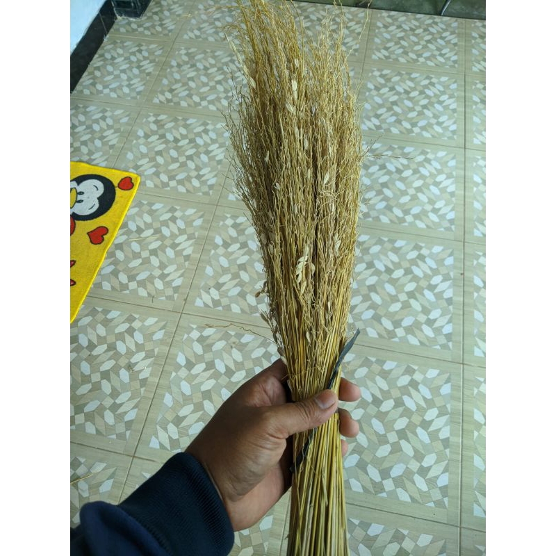 Merang Jerami Padi Ketan Hitam/ Ketan Hitam Ulen 1 Ikat isi 100 Tangkai