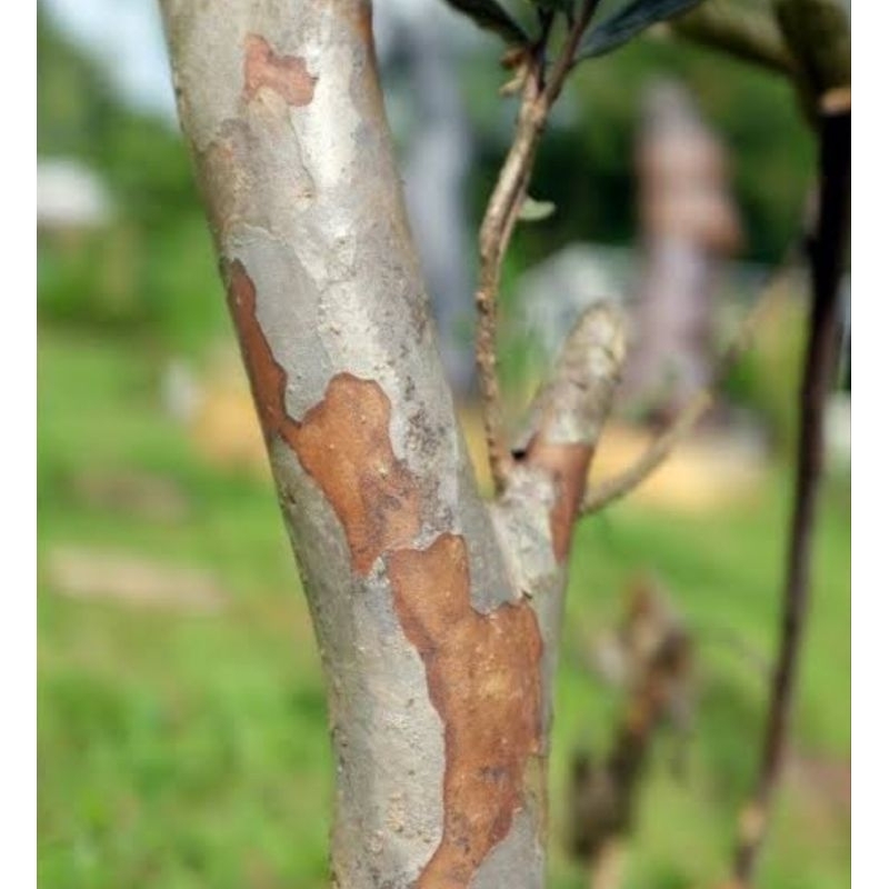 

Kulit pohon jambu biji segar 400 gram organik-az