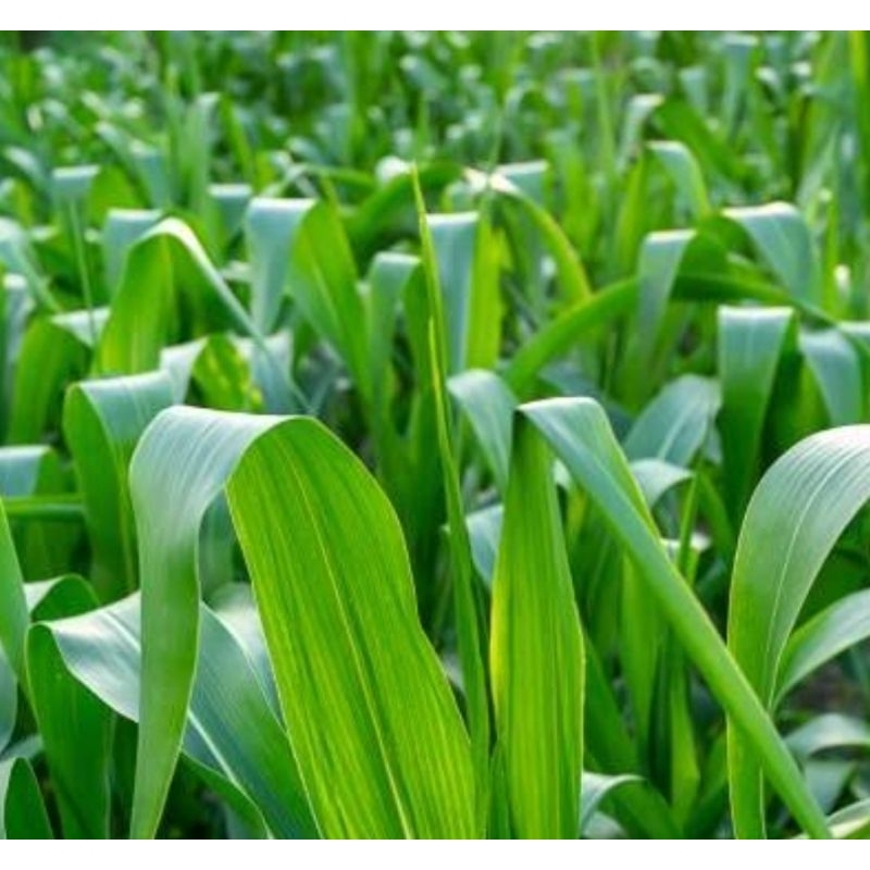 

Daun jagung segar petik langsung 500 gram organik-az