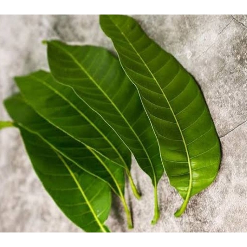 

Daun mangga segar petik langsung 500 gram