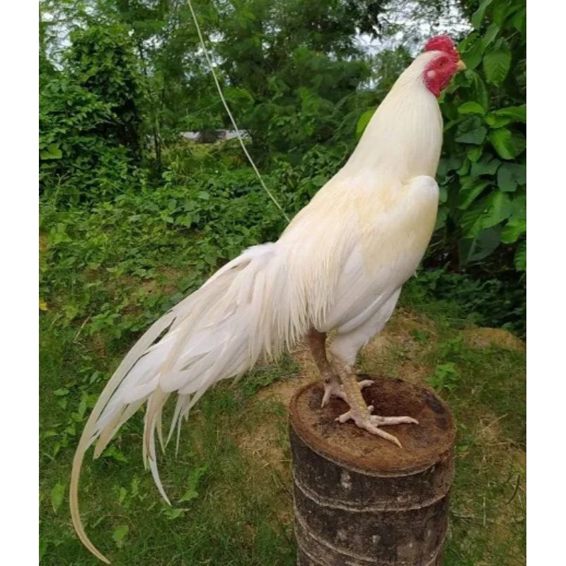 

TELUR AYAM BANGKOK NASIONAL PUTIH FERTIL ASLI SIAP UNTUK DITETASKAN