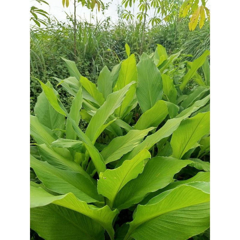

daun kunyit segar/fresh 500gram