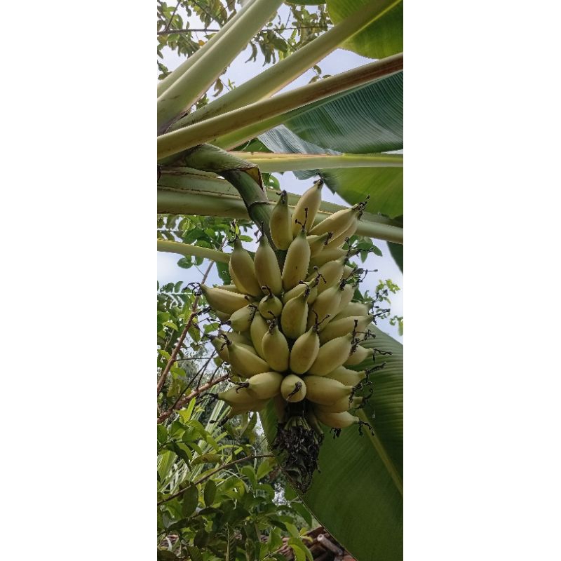 Bibit Pisang Emas / Bibit Pisang Emas Kirana Original
