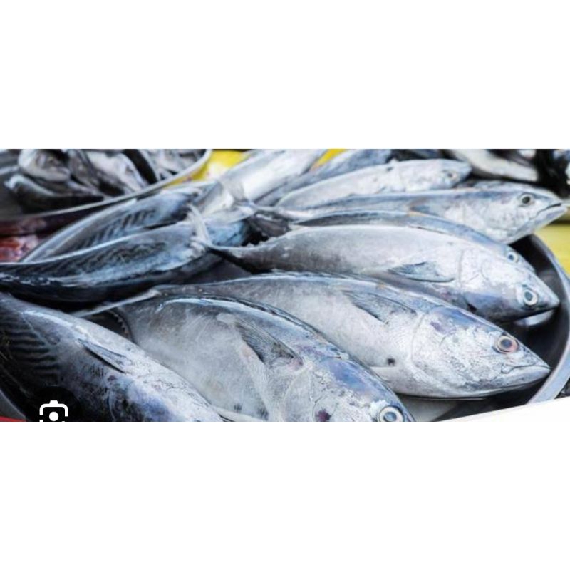 

IKAN TONGKOL SISIK 1 KG ( JM 1 kosong)