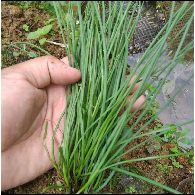 Paket hemat 4 jenis bibit  sayuran siap tanam