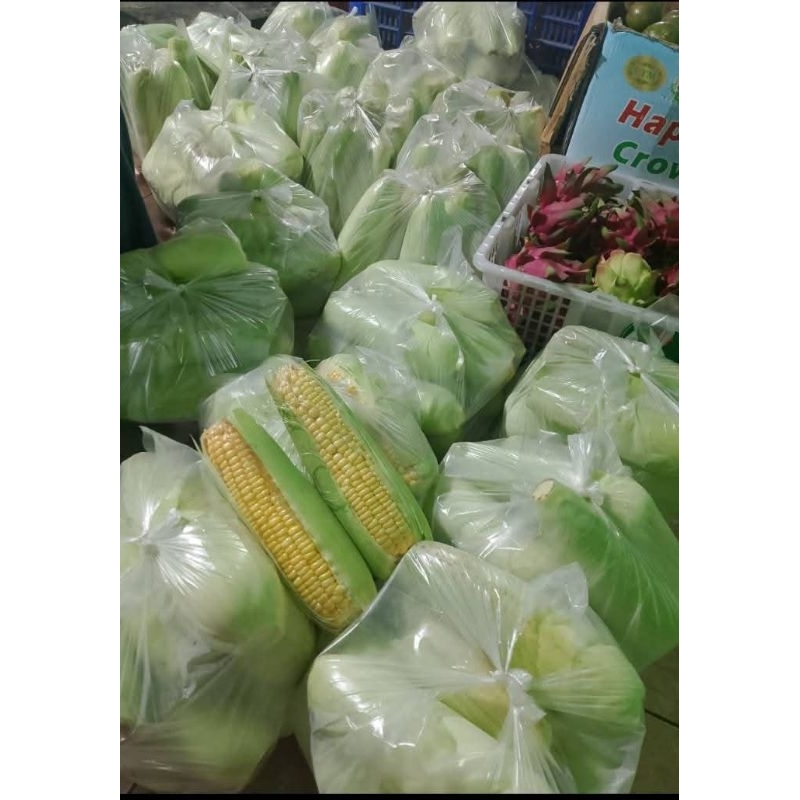 

Jagung isi 3/bungkus Murah