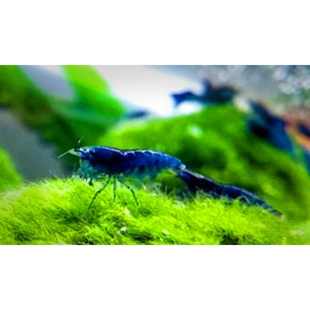 Udang Hias Blue Diamond Udang Aquascape