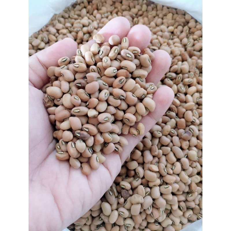 

kacang Tolo 1kg bibit,benih kacang Tolo, kacang tunggakperkiko