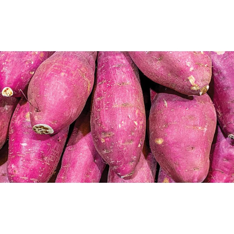 

ubi ungu fresh dan berkualitas