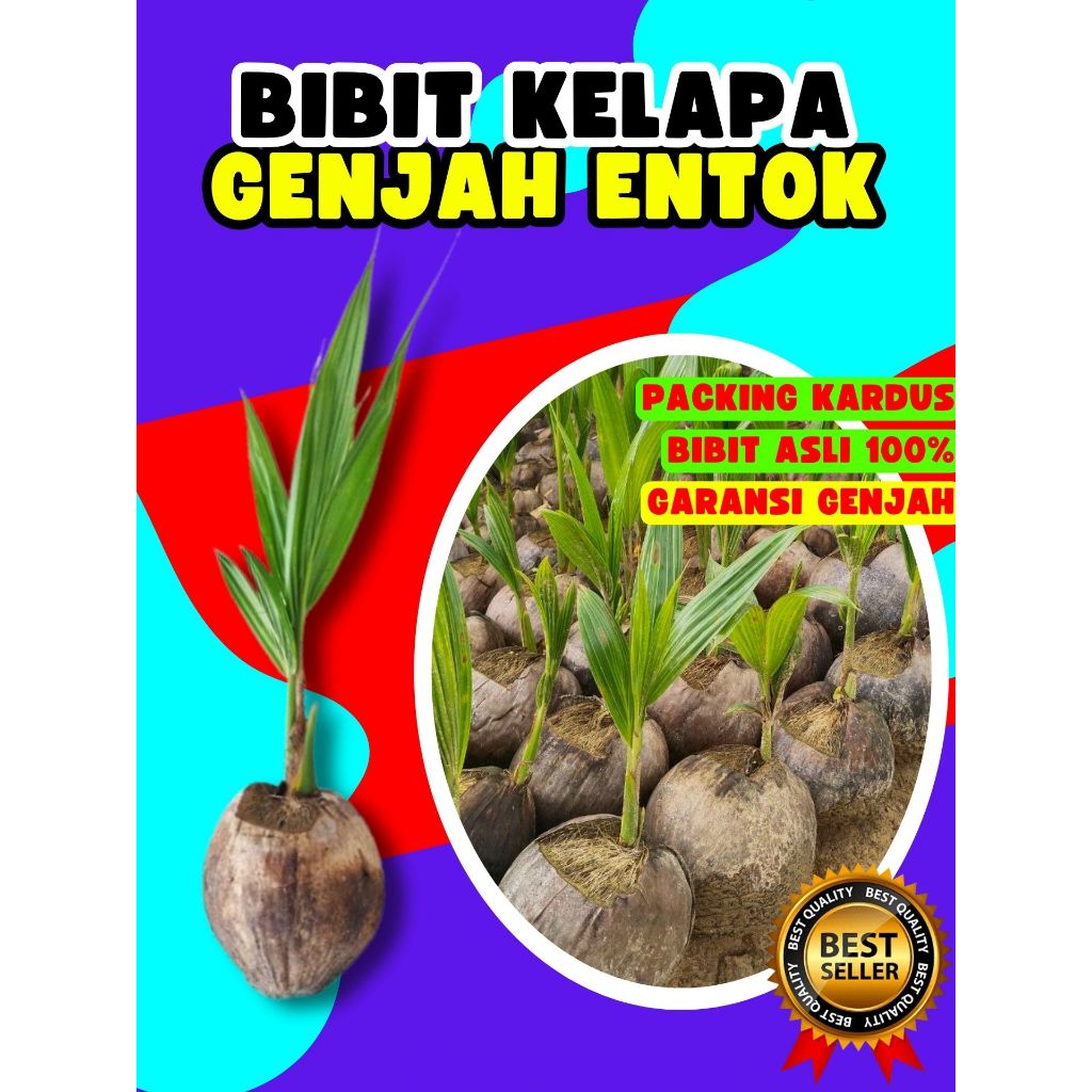 PALING DICARI.. Pohon Kelapa Kopyor Genjah, Pohon Kelapa Kuning Pendek, Pohon Kelapa Kampung