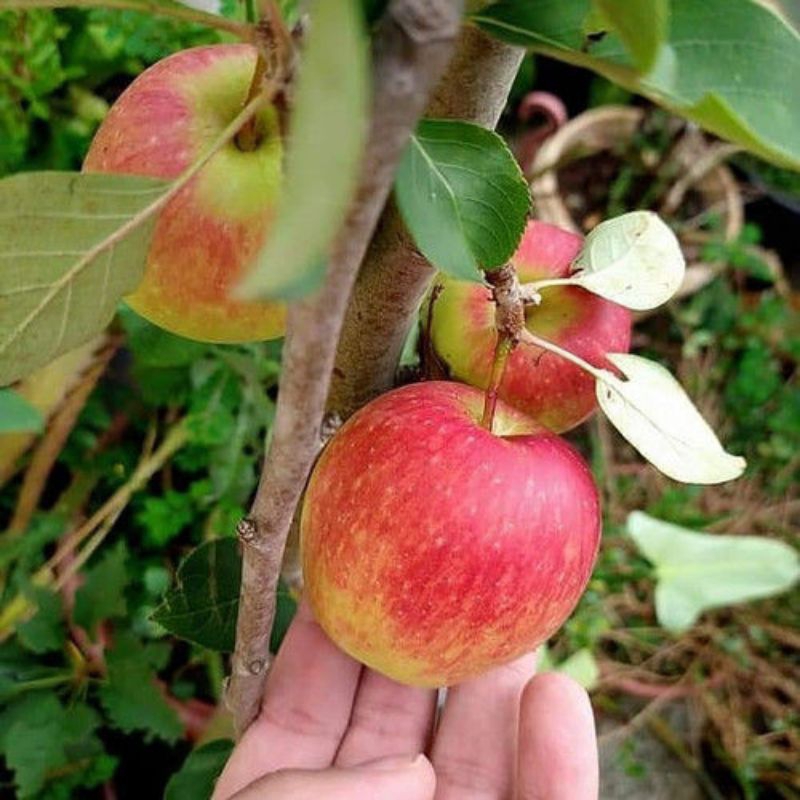 Bibit apel anna hasil cangkok batang besar cepat berbuah