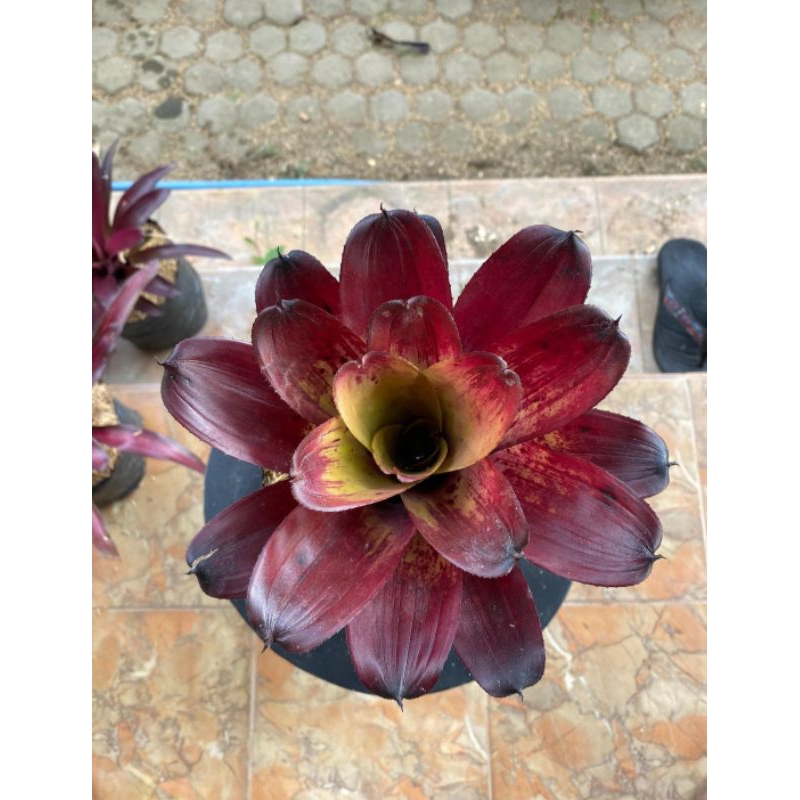 Tanaman Hias Bromolia Black Manilla | Bromelia Black Manilla | Bromelia Koleksi