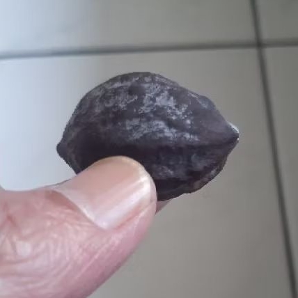 Kemiri Muncang Adu Jayanti Anak Si Pait Hulbun