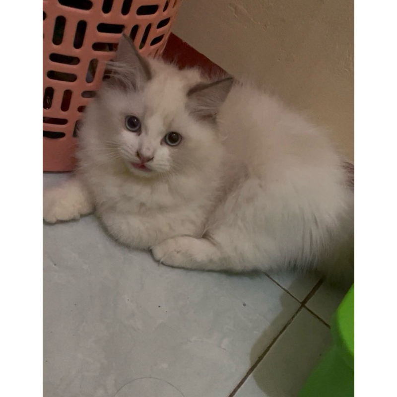 kitten ragdoll